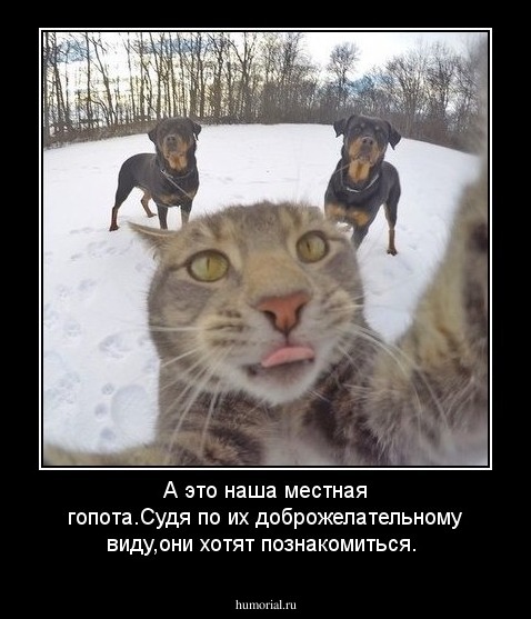 А это наша местная гопота.Судя по их доброжелательному виду,они хотят познакомиться.   