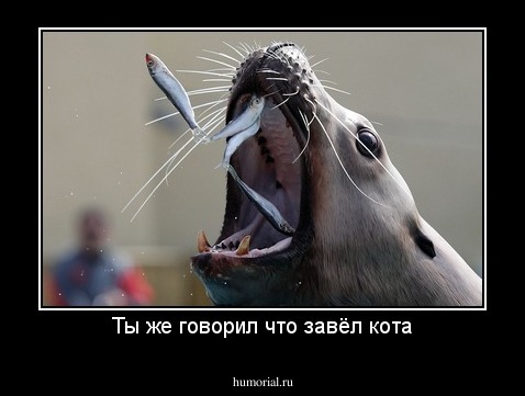 Ты же говорил что завёл кота