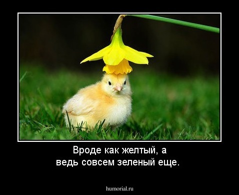 Вроде как желтый, а ведь совсем зеленый еще.