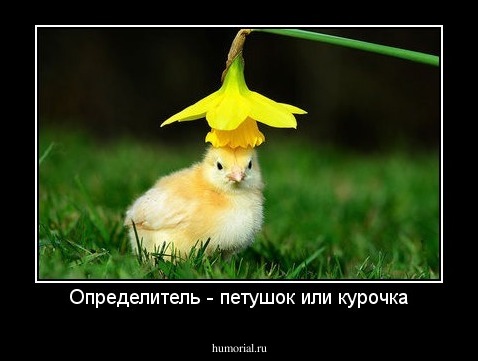 Определитель - петушок или курочка