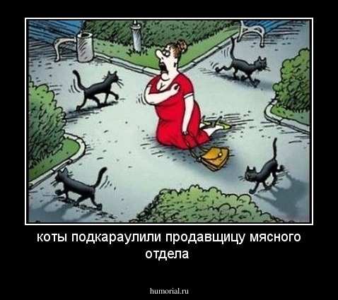 коты подкараулили продавщицу мясного отдела 