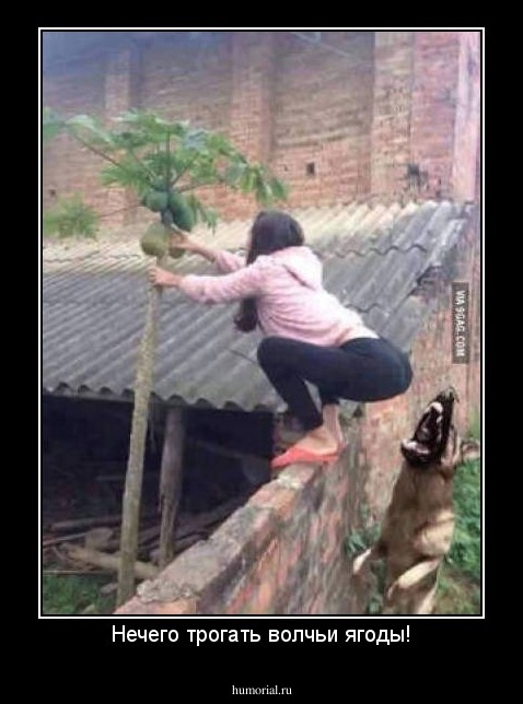 Нечего трогать волчьи ягоды!