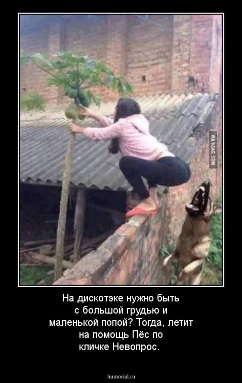 На дискотэке нужно быть с большой грудью и маленькой попой? Тогда, летит на помощь Пёс по кличке Невопрос.