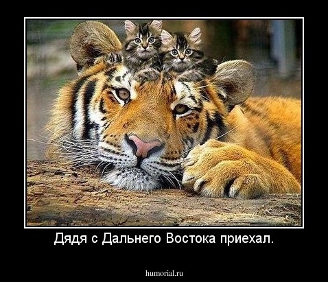 Дядя с Дальнего Востока приехал.