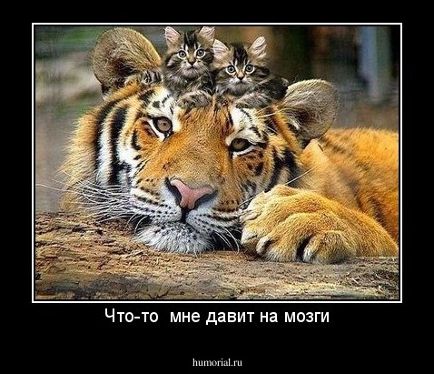 Что-то  мне давит на мозги