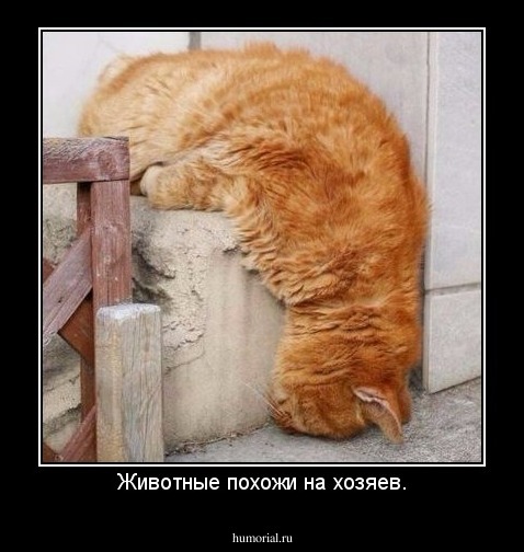 Животные похожи на хозяев.