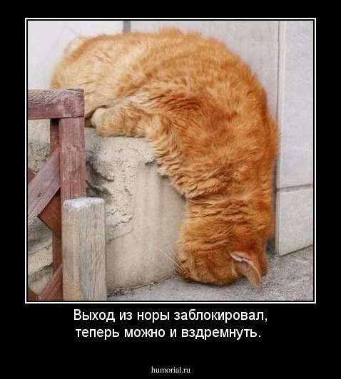 Выход из норы заблокировал, теперь можно и вздремнуть.