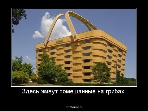 Здесь живут помешанные на грибах.