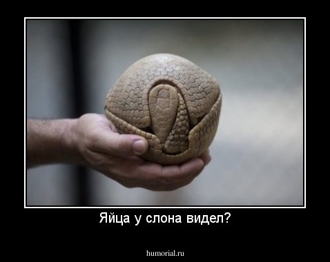 Яйца у слона видел?