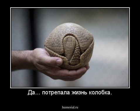 Да... потрепала жизнь колобка.