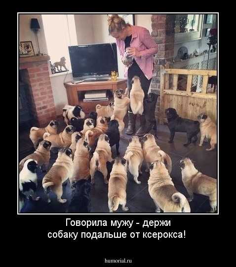 Говорила мужу - держи собаку подальше от ксерокса!