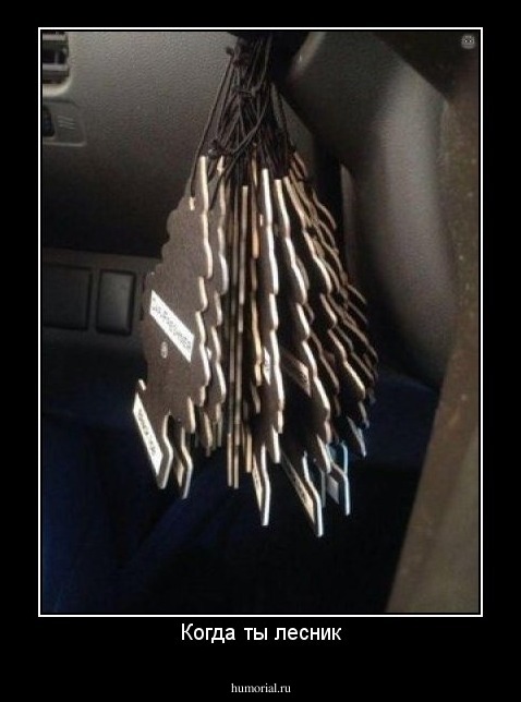 Когда ты лесник