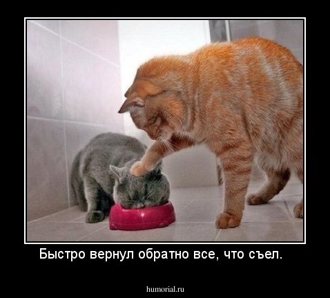 Быстро вернул обратно все, что съел.  