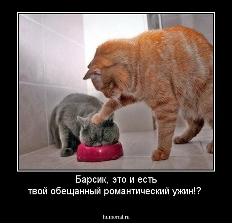 Барсик, это и есть твой обещанный романтический ужин!?