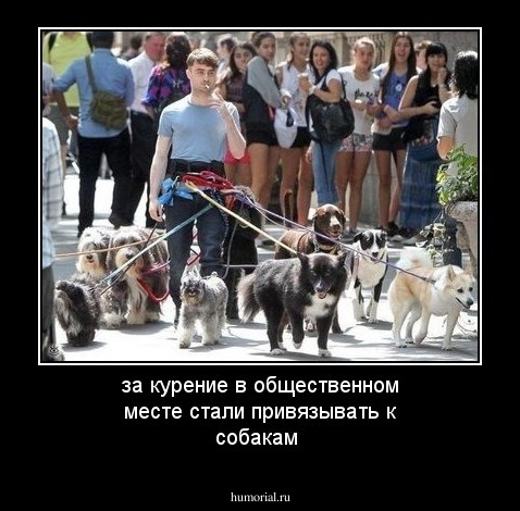 за курение в общественном месте стали привязывать к собакам
