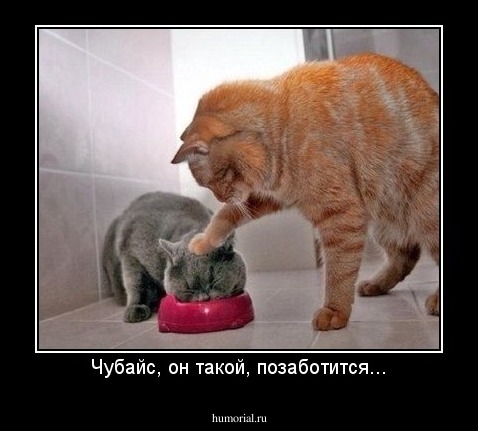 Чубайс, он такой, позаботится...