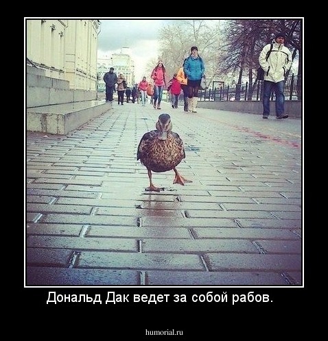 Дональд Дак ведет за собой рабов.  