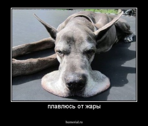 плавлюсь от жары