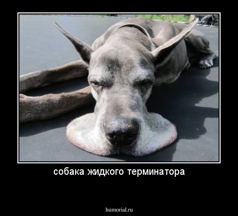 собака жидкого терминатора
