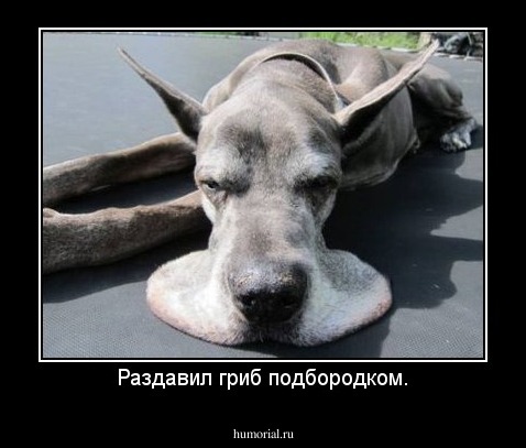 Раздавил гриб подбородком.