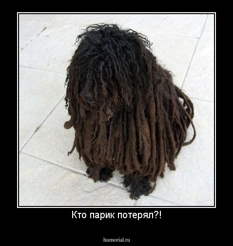 Кто парик потерял?!