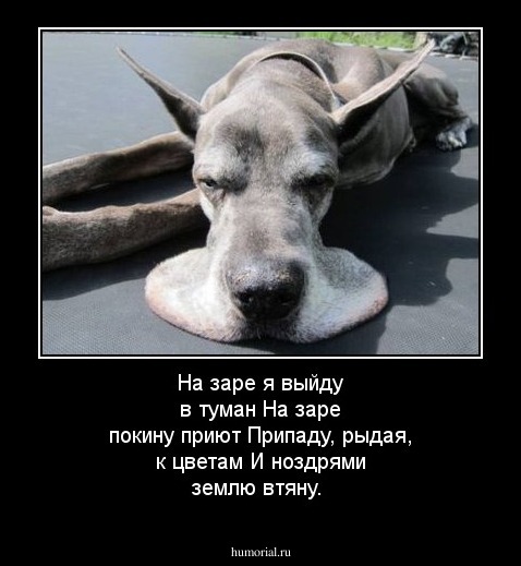 На заре я выйду в туман
На заре покину приют
Припаду, рыдая, к цветам
И ноздрями землю втяну.