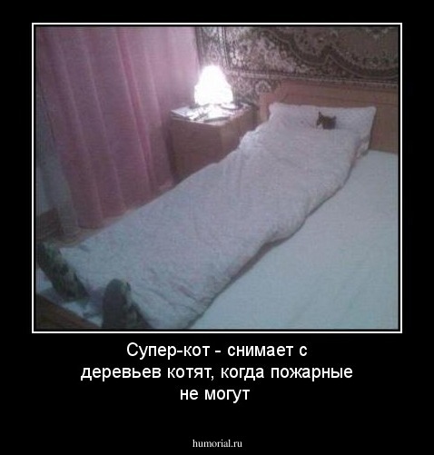 Супер-кот - снимает с деревьев котят, когда пожарные не могут