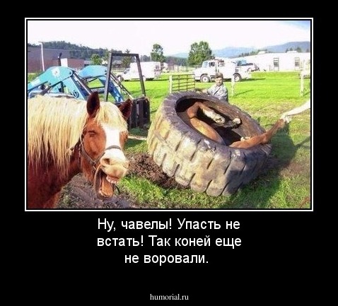 Ну, чавелы! Упасть не встать! Так коней еще не воровали.
