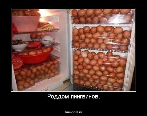 Роддом пингвинов.