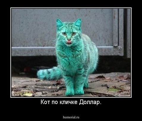 Кот по кличке Доллар.