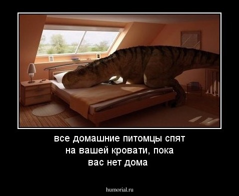 все домашние питомцы спят на вашей кровати, пока вас нет дома