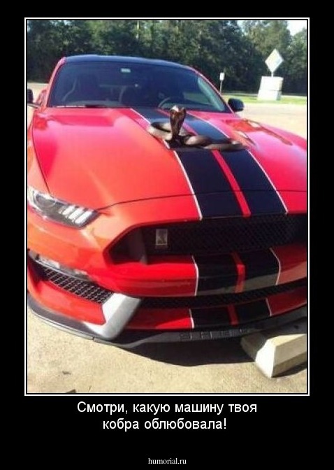 Смотри, какую машину твоя кобра облюбовала!