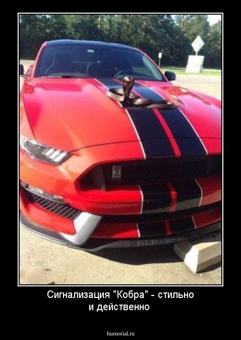 Сигнализация "Кобра" - стильно и действенно