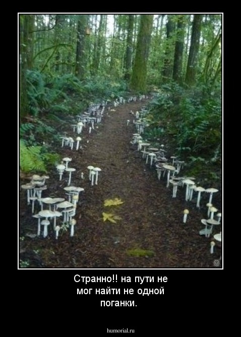 Странно!! на пути не мог найти не одной поганки.