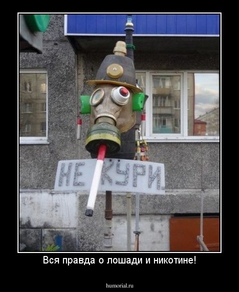 Вся правда о лошади и никотине!