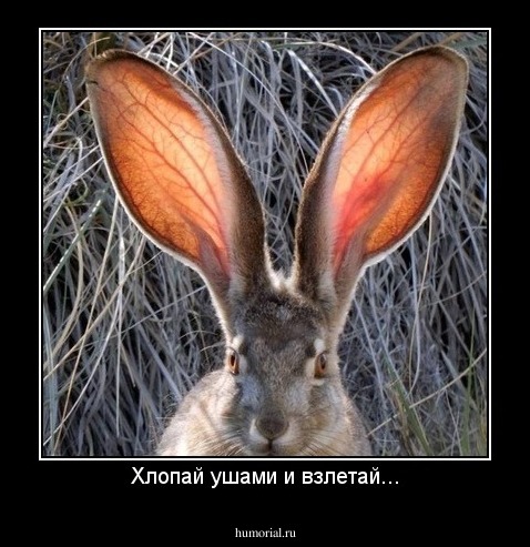 Хлопай ушами и взлетай...