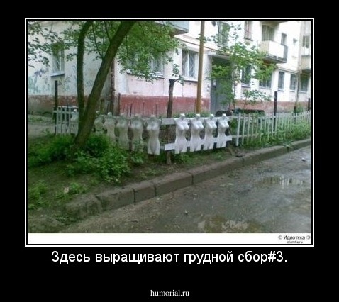 Здесь выращивают грудной сбор#3.