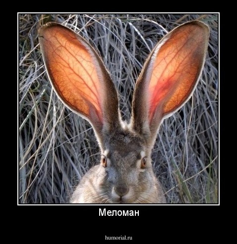 Меломан