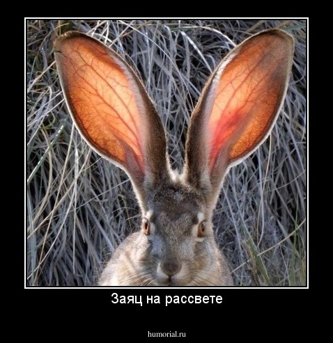 Заяц на рассвете