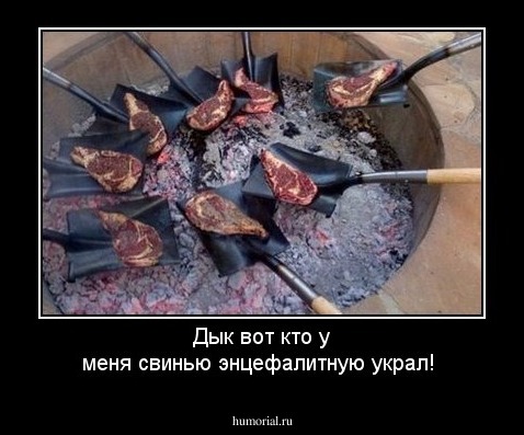 Дык вот кто у меня свинью энцефалитную украл!