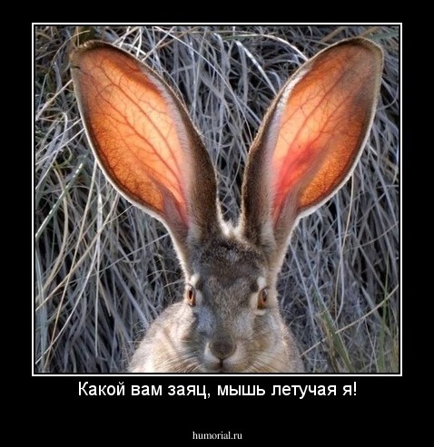 Какой вам заяц, мышь летучая я!