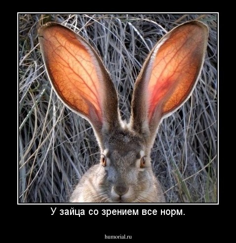 У зайца со зрением все норм.