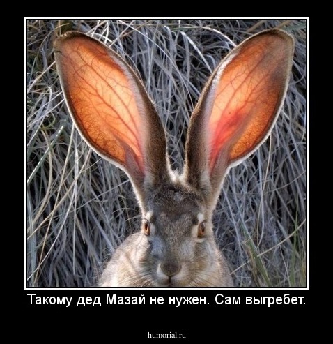 Такому дед Мазай не нужен. Сам выгребет.
