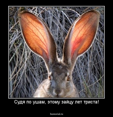 Судя по ушам, этому зайцу лет триста!