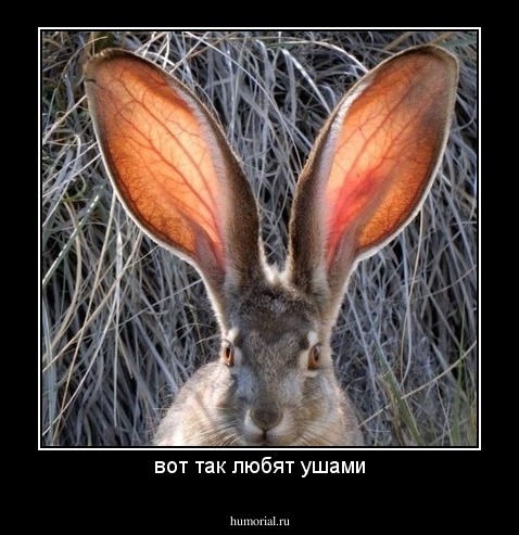 вот так любят ушами