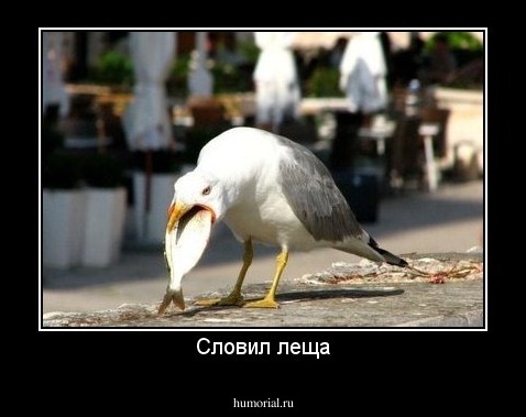 Словил леща