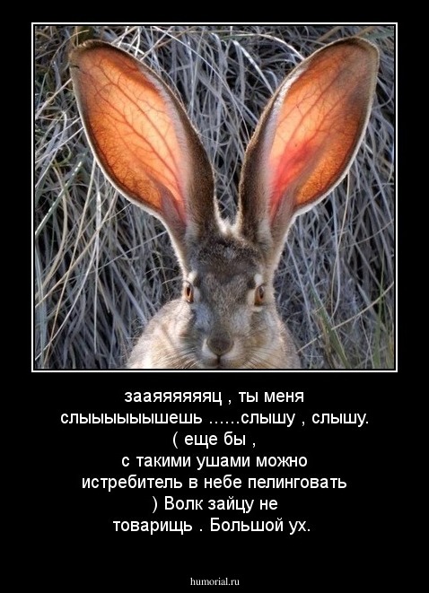 зааяяяяяяц , ты меня слыыыыыышешь ......слышу , слышу. ( еще бы , с такими ушами можно истребитель  в небе пелинговать  ) Волк зайцу не товарищь . Большой ух. 
