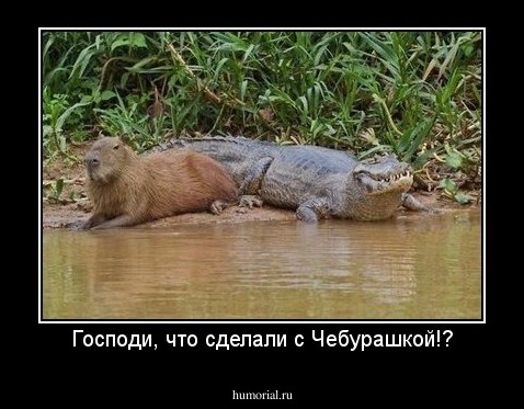 Господи, что сделали с Чебурашкой!?