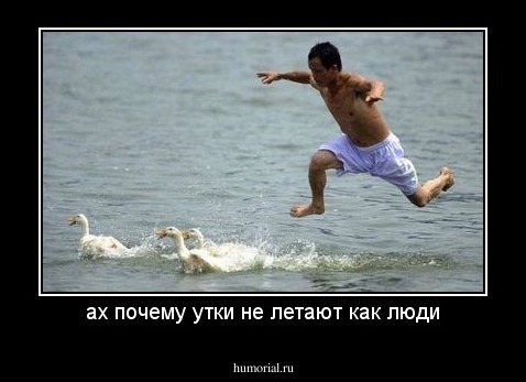 ах почему утки не летают как люди