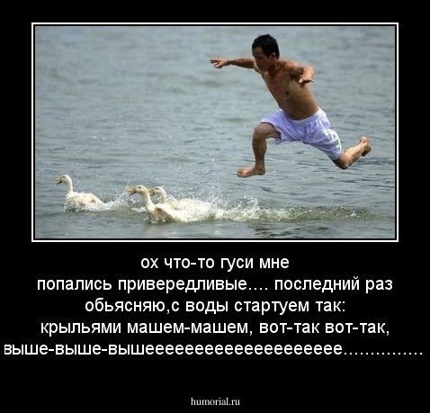 ох что-то гуси мне попались привередливые....
последний раз обьясняю,с воды стартуем так: крыльями машем-машем, вот-так вот-так, выше-выше-вышееееееееееееееееееее...............